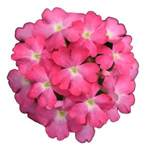 Bild von Verbena P12 Pink